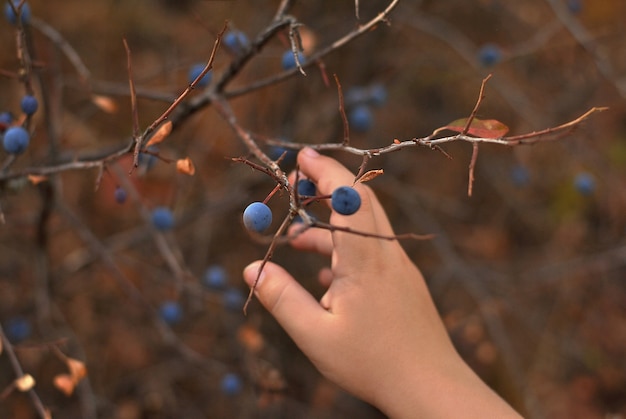 Main de l'enfant avec des baies bleues sur l'arbre d'automne vue rapprochée