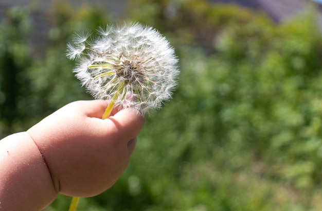 Photo main d'enfant donnant une fleur