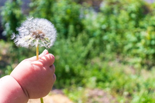 Main d'enfant donnant une fleur