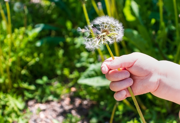 Main d'enfant donnant une fleur