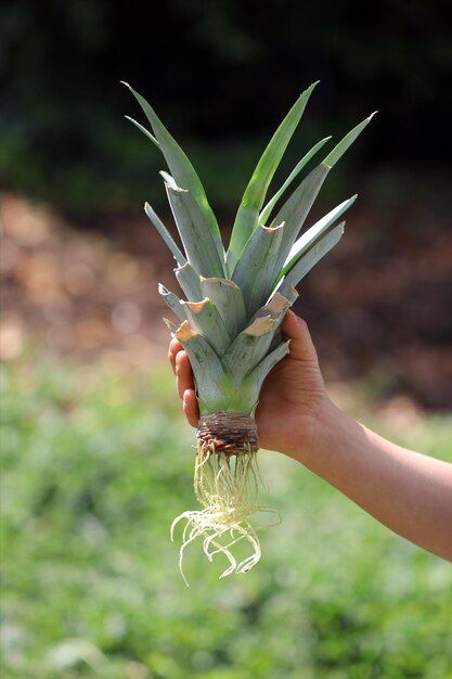 La main d'un enfant montre le haut coupé d'un fruit d'ananas qui a été germé dans un pot d'eau.