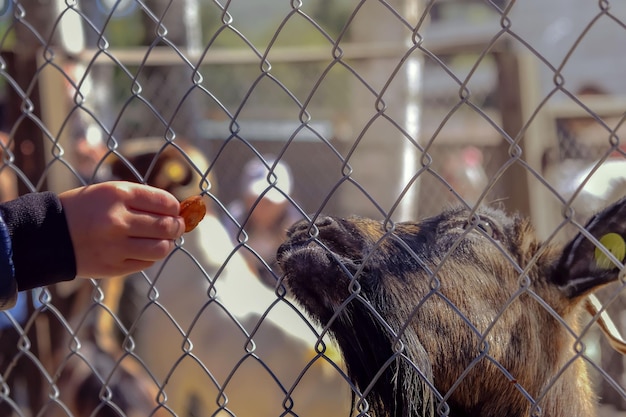 Photo une main d'enfant nourrit un animal de moutons près d'une clôture de fil dans un zoo