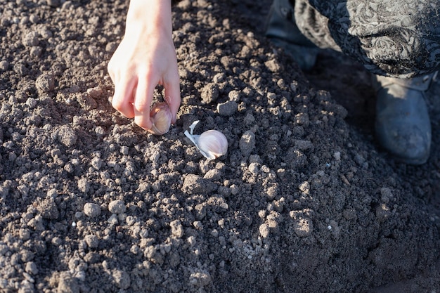 La main d'un enfant plante de l'ail dans le sol