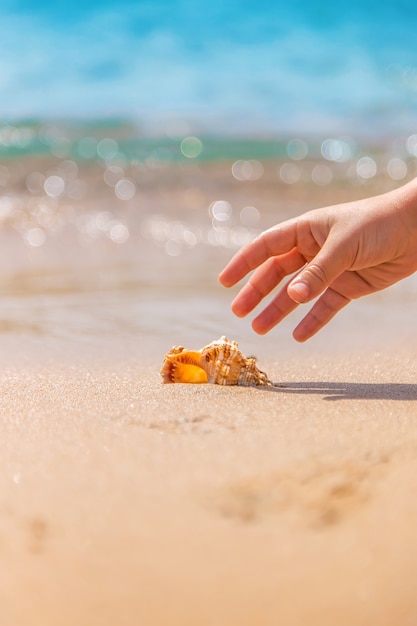 La main de l'enfant prend un coquillage sur la plage de la mer