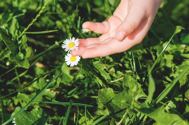 Main d'enfant touchant la marguerite.