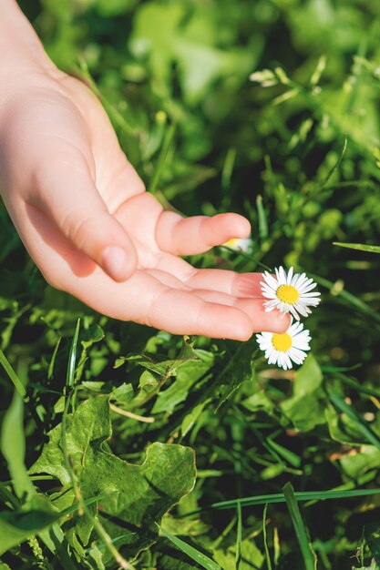 Main d'enfant touchant la marguerite.