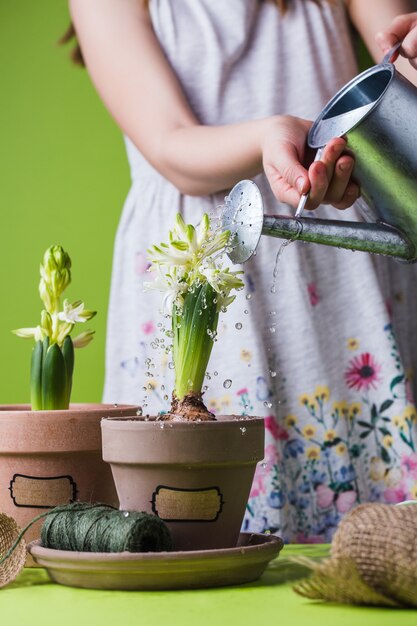 Main de l'enfant versant le pot avec fleur de concept de jardinage jacinthe