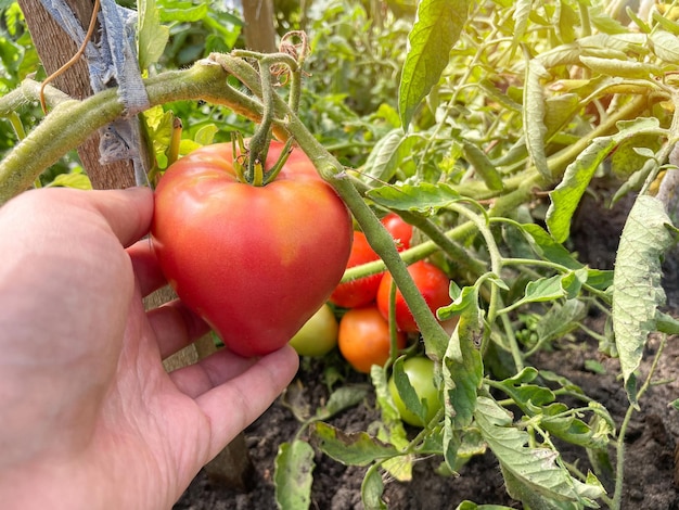 Main engagée dans le jardinage saisonnier cueillant des tomates mûres fraîches à la ferme Mise au point sélective