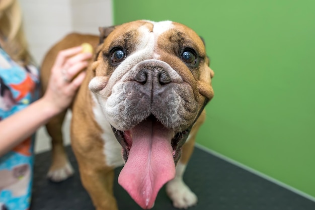 main femelle avec gant pour le soin du dos du bulldog anglais dans le salon de toilettage peignage du chien