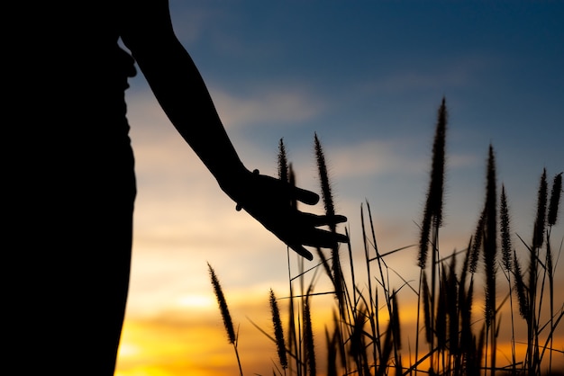 La main féminine attrape l'herbe sur le parc au coucher du soleil.