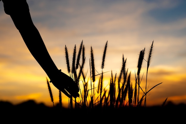 La main féminine attrape l'herbe sur le parc au coucher du soleil.