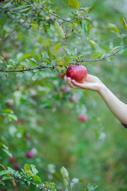 La main féminine blanche prend une pomme d'un pommier Concept traditionnel de collecte de fruits faits à la main