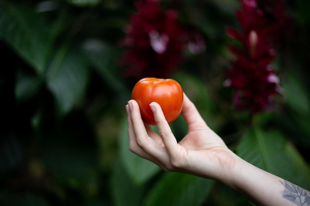 main féminine blanche tenant une tomate