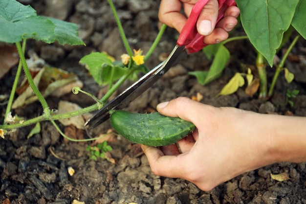 Main féminine coupant le concombre dans le jardin