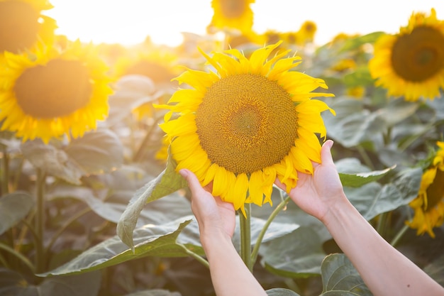 Main féminine dans un grand champ de tournesols tenant une grande fleur dans le champ.