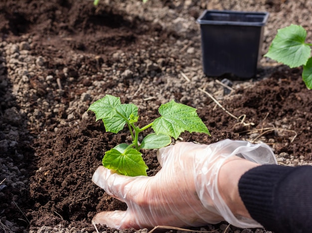 main féminine dans la plantation de plants de concombre dans le sol dans une serre