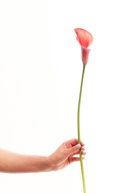 Main féminine détient une seule fleur de calla de lys rouge sur fond blanc