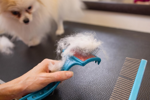 Main féminine avec furminator peignant la fourrure de chien spitz pomeranian allemand, gros plan. Un tas de laine, des cheveux et un outil de toilettage en arrière-plan. Concept de mue saisonnière des animaux de compagnie, de soins pour chiens et chats à la maison.