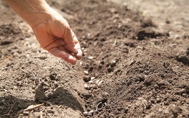 Main féminine plantant des graines de haricots dans le sol.