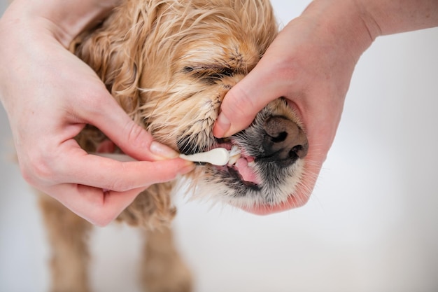 Main féminine se brosser les dents de son chien gros plan