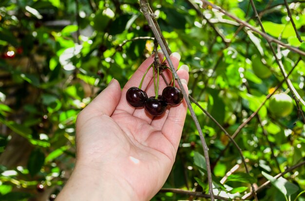 Sur une main féminine sont trois cerises mûres accrochées à un cerisier