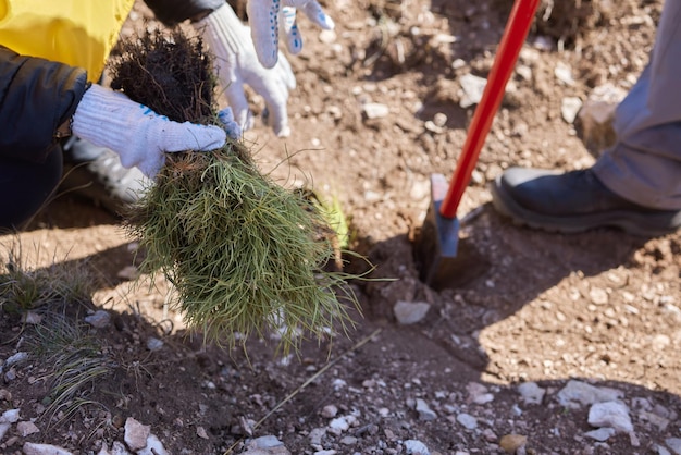 Main féminine tenant un arbre de pin sauvage à l'avant dans la forêt verte de la nature Jour de la Terre sauver le concept d'environnement Plantation forestière de semis en croissance