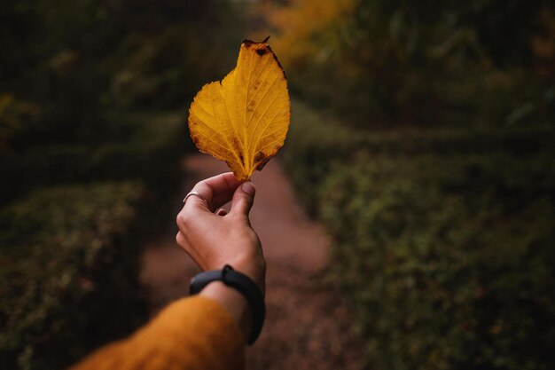 Main féminine tenant une feuille jaune au milieu d'une route