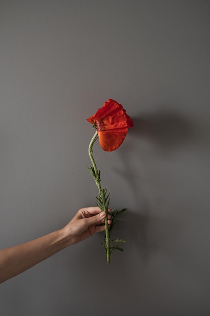 Main féminine tenant une fleur de pavot rouge sur fond gris neutre