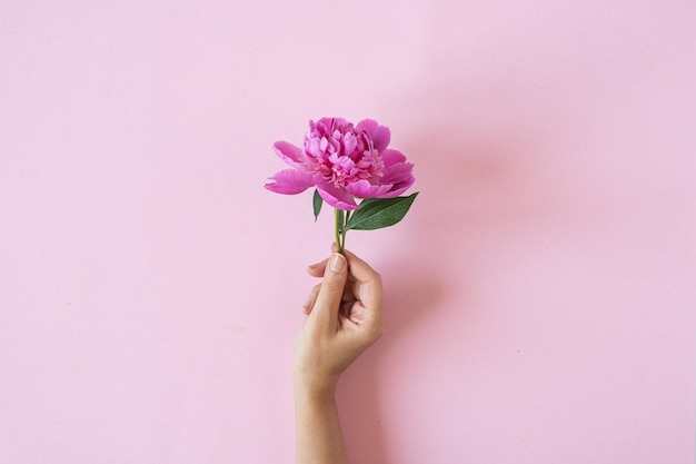 Main féminine tenant une fleur de pivoine rose sur fond rose