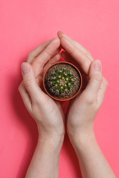 Main féminine tenir un cactus vert en pot sur fond de couleur rose pastel