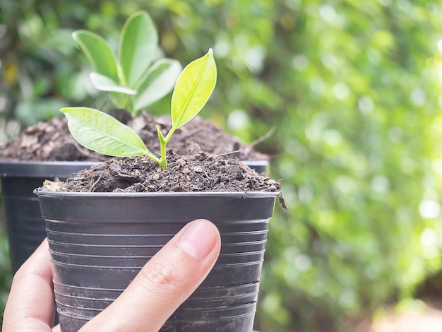 Main féminine tenir une jeune pousse Gros plan main avec petite plante en pot à la maison