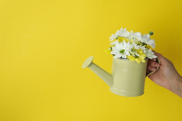 La main féminine tient un arrosoir avec des chrysanthèmes sur fond jaune.