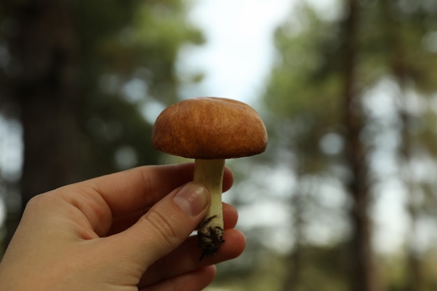 Main féminine tient le champignon frais de la forêt