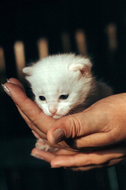 Une main féminine tient un chaton blanc nouveau-né