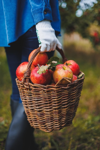 Photo une main féminine tient un panier avec des pommes mûres rouges jardin biologique récolte des pommes cueillette des pommes en automne