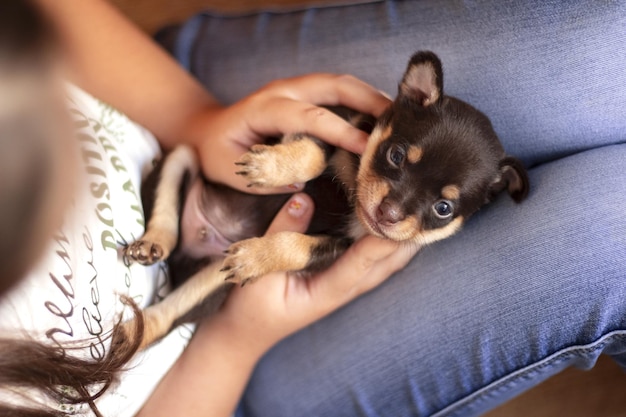 La main féminine tient le petit chiot Gros plan du petit chiot Russian Toy Terrier Soft focus