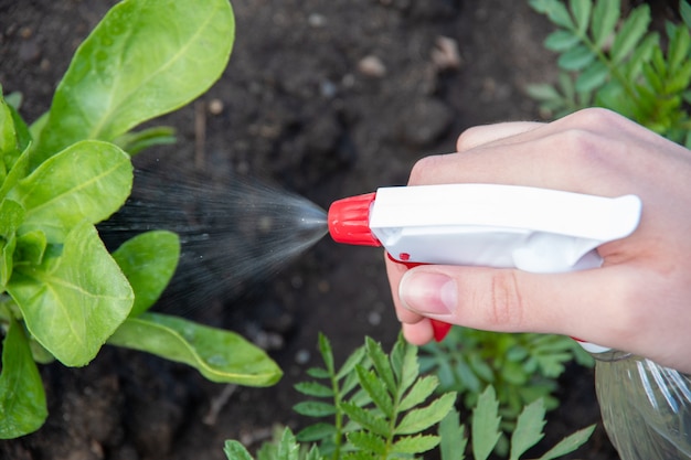 La main féminine tient un pulvérisateur arrosant les jeunes fleurs et plantes dans le jardin. Le concept de prendre soin des plantes, du jardinage