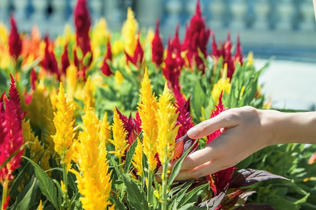 La main féminine touchant les fleurs multicolores