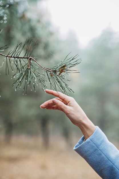 Main féminine touchant le pin avec des gouttes d'eau dans la forêt sauvage jour de la terre sauver la forêt de la terre