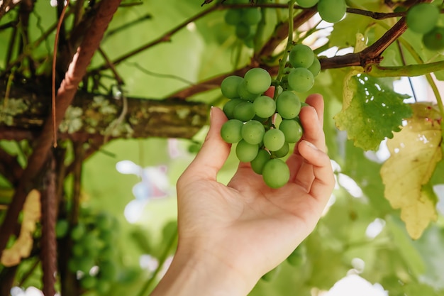 main féminine touche la récolte des raisins. Fermier examinant des raisins en croissance