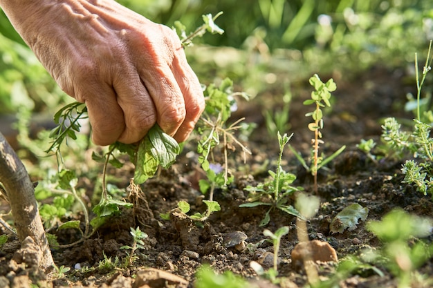 main de femme, arrachant les mauvaises herbes