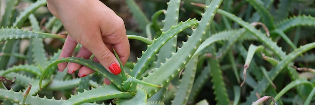 La main de la femme arrache les feuilles d'aloe vera du buisson