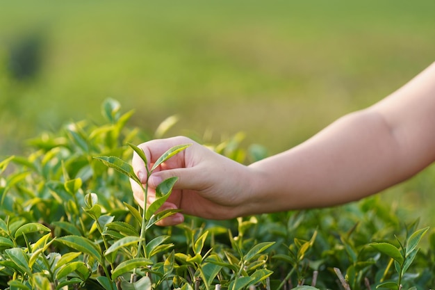 Main de femme asiatique ramassant les feuilles de thé de la plantation de thé les nouvelles pousses sont des pousses molles L'eau est un aliment et une boisson sains comme arrière-plan Concept de soins de santé avec espace de copie