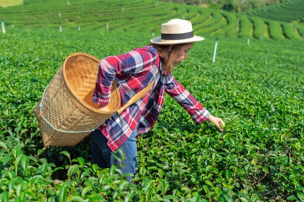 Main de femme asiatique ramasser les feuilles de thé de la plantation de thé