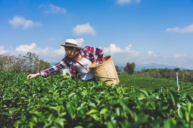 Main de femme asiatique ramasser les feuilles de thé de la plantation de thé,