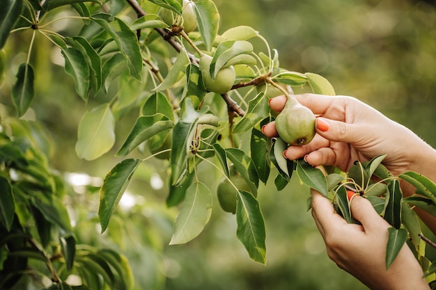 Main de femme attrapant une poire verte