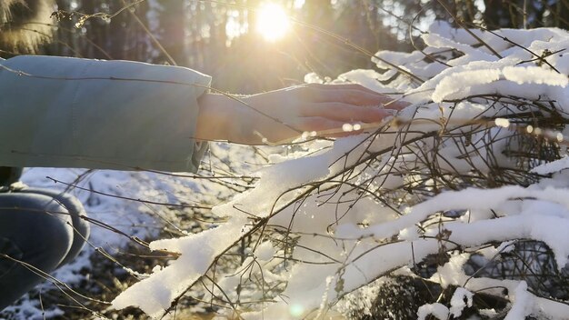 La main d'une femme caressant une branche enneigée dans la forêt un jour ensoleillé La lumière du soleil brille à travers les arbres