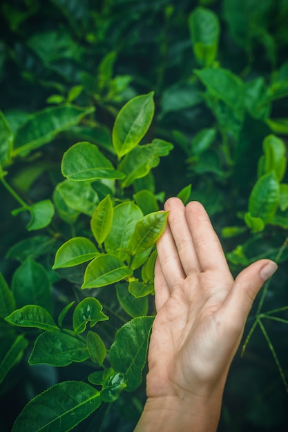 La main d'une femme caresse un buisson de thé vert