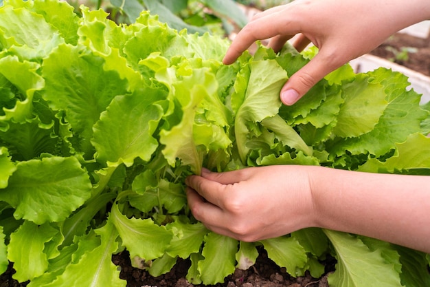 La main de la femme choisit la laitue verte du jardin familial