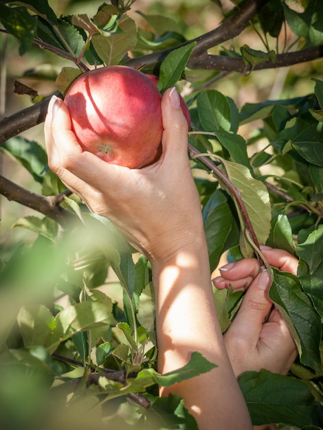 Main de femme cueillant une pomme mûre rouge d'un arbre